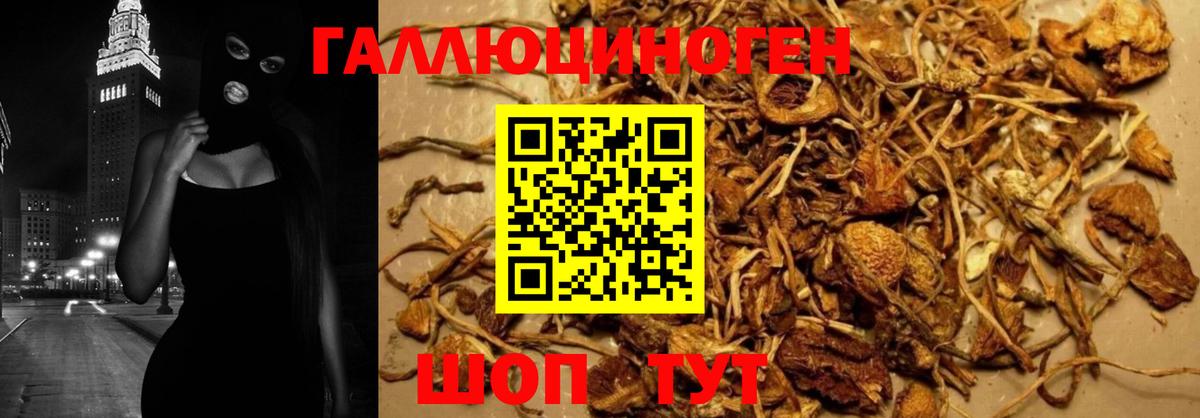 Псилоцибиновые грибы Psilocybine cubensis Асино